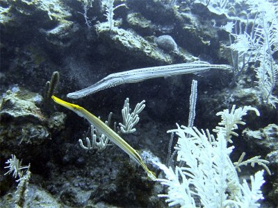 Trumpet Fish Couple