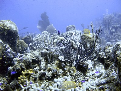 Underwater at Boneyard