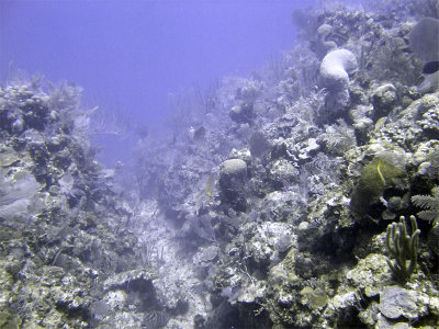 Boneyard Pine Cay