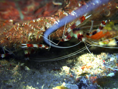 Red Banded Coral Shrimp 1