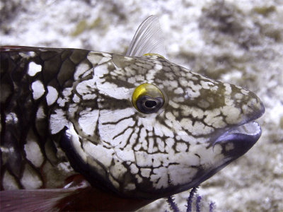 Parrot Fish Head