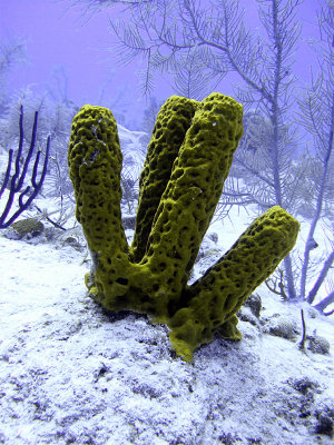 Barrel Sponge and Soft Coral