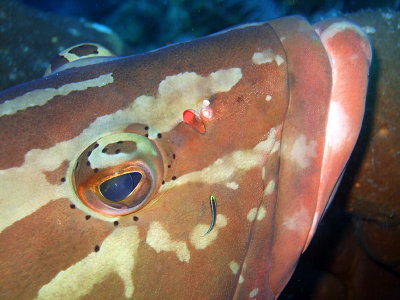 Grouper Being Cleaned 1