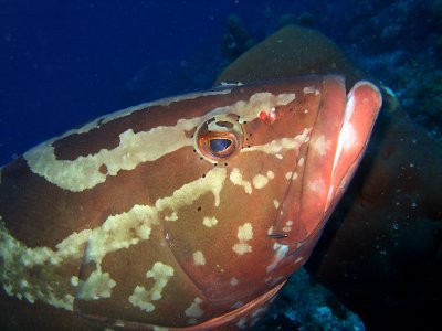 Grouper Being Cleaned 3