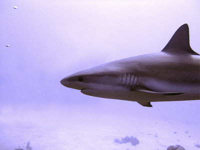 Shark Swim-by - Gotta Love Photoshop