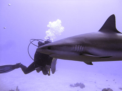 Shark in Front of Diver - Bloody Shutter Lag