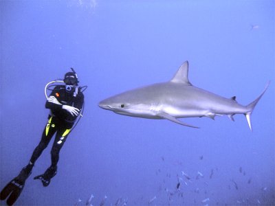 Diver Watching a Reef Shark