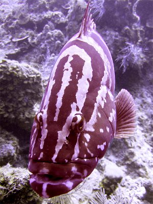 Freindly Grouper 2