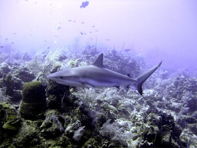 Swimming Shark 4