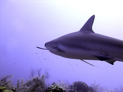 Swimming Shark 5
