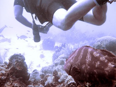 Grouper Following Diver