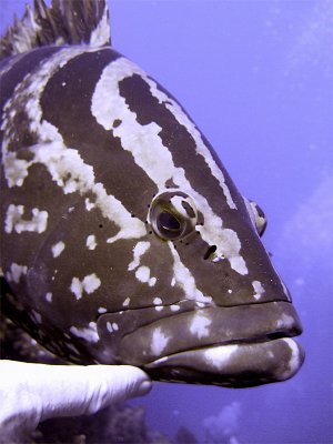 Freindly Grouper 3