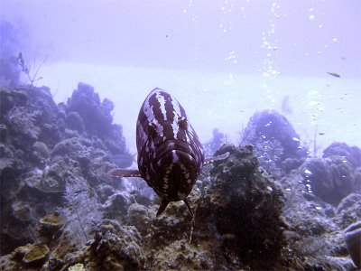 Freindly Grouper 4
