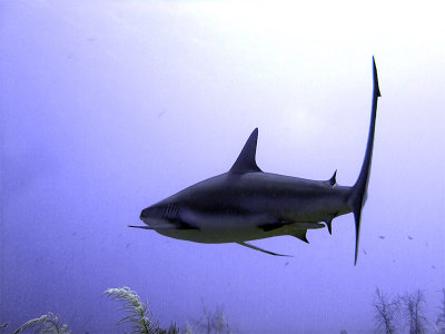 Swimming Shark 6