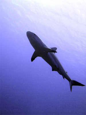 Swimming Shark 7