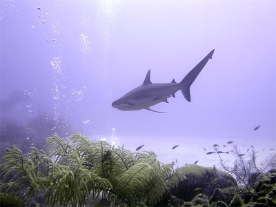 Swimming Shark 9