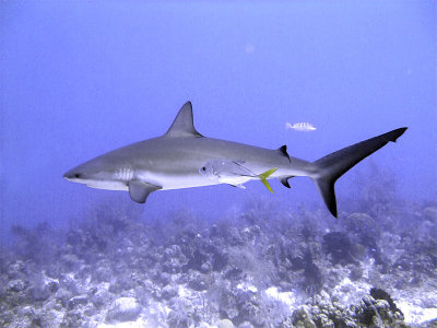 Swimming Shark 13