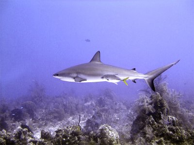 Swimming Shark 14