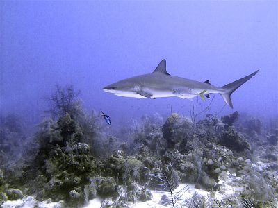 Swimming Shark 15