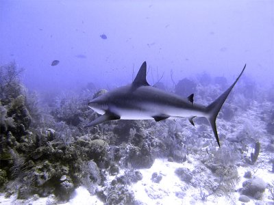 Swimming Shark 17