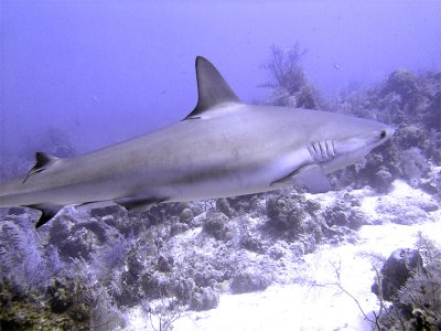 Swimming Shark 19