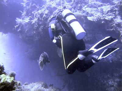 Diver and Grouper 2