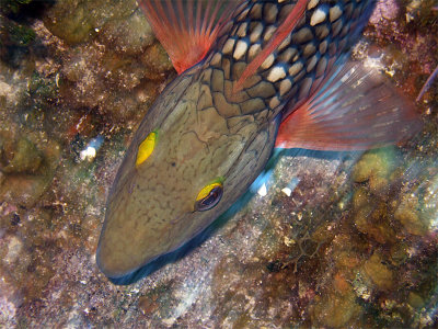 Swimming Stoplight Parrotfish