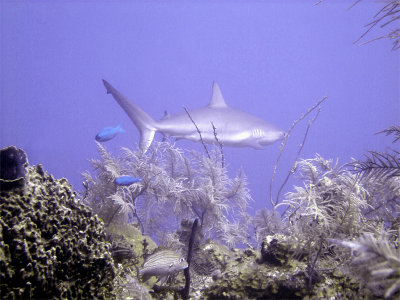 Swimming Shark 20