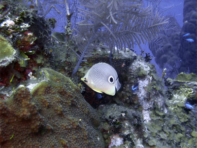 Butterfly Fish and Coral