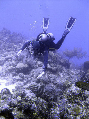 Diver and Grouper 3