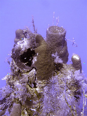 Hard Coral Soft Coral & Sponge