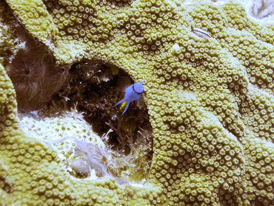 Blue Chromis  Hard Coral