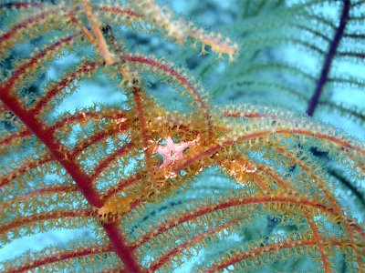 Brittle Star on Soft Coral 2