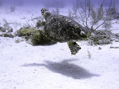 Swimming Hawksbill Turtle 12