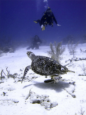 Swimming Hawksbill Turtle 10
