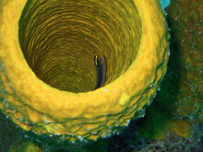 Cleaner Wrasse in Yellow Barrel Sponge