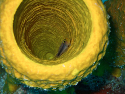 Cleaner Wrasse in Yellow Barrel Sponge 2