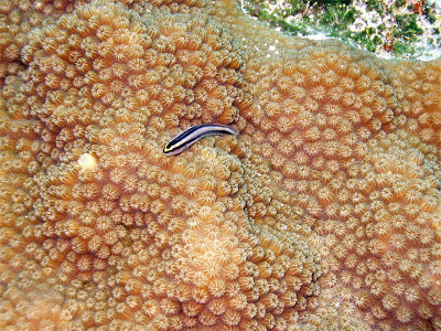 Cleaner Wrasse on Hard Coral