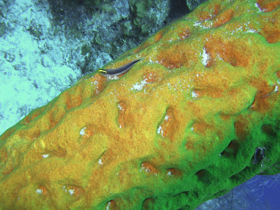 Cleaner Wrasse on Yellow Barrel Sponge