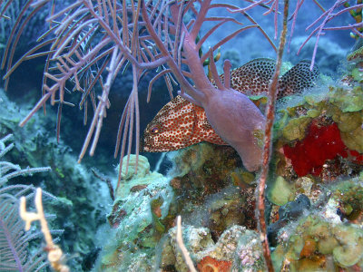 Coral Grouper Hiding
