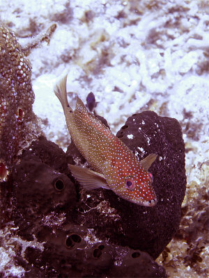 Coral Grouper Resting on Sponge