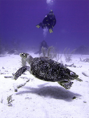 Divers Watching Hawksbill Turtle