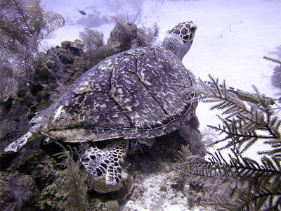 Hawksbill Turtle 1