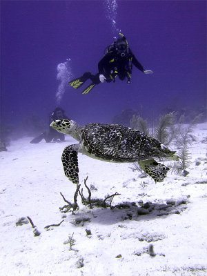 Divers Watching Hawksbill Turtle 2