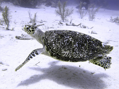 Swimming Hawksbill Turtle 5