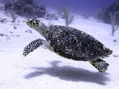Swimming Hawksbill Turtle 3
