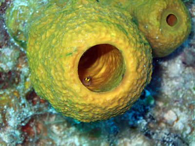 Yellow Barrel Sponge with Cleaner Wrasse Inside