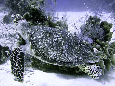 Swimming Hawksbill Turtle 6