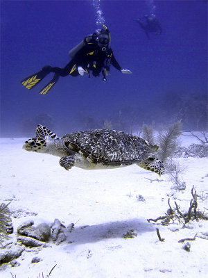 Swimming Hawksbill Turtle 9