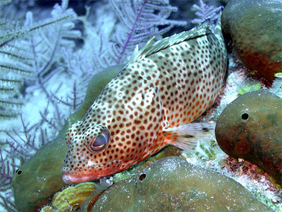Small Spotted Grouper
